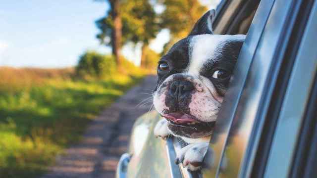 Un mascota viajando en coche / Pexels EN PIXABAY