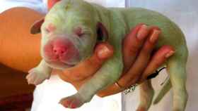 Un cachorro de perro de color verde / TWITTER