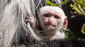 El mono albino nacido en Praga / TWITTER