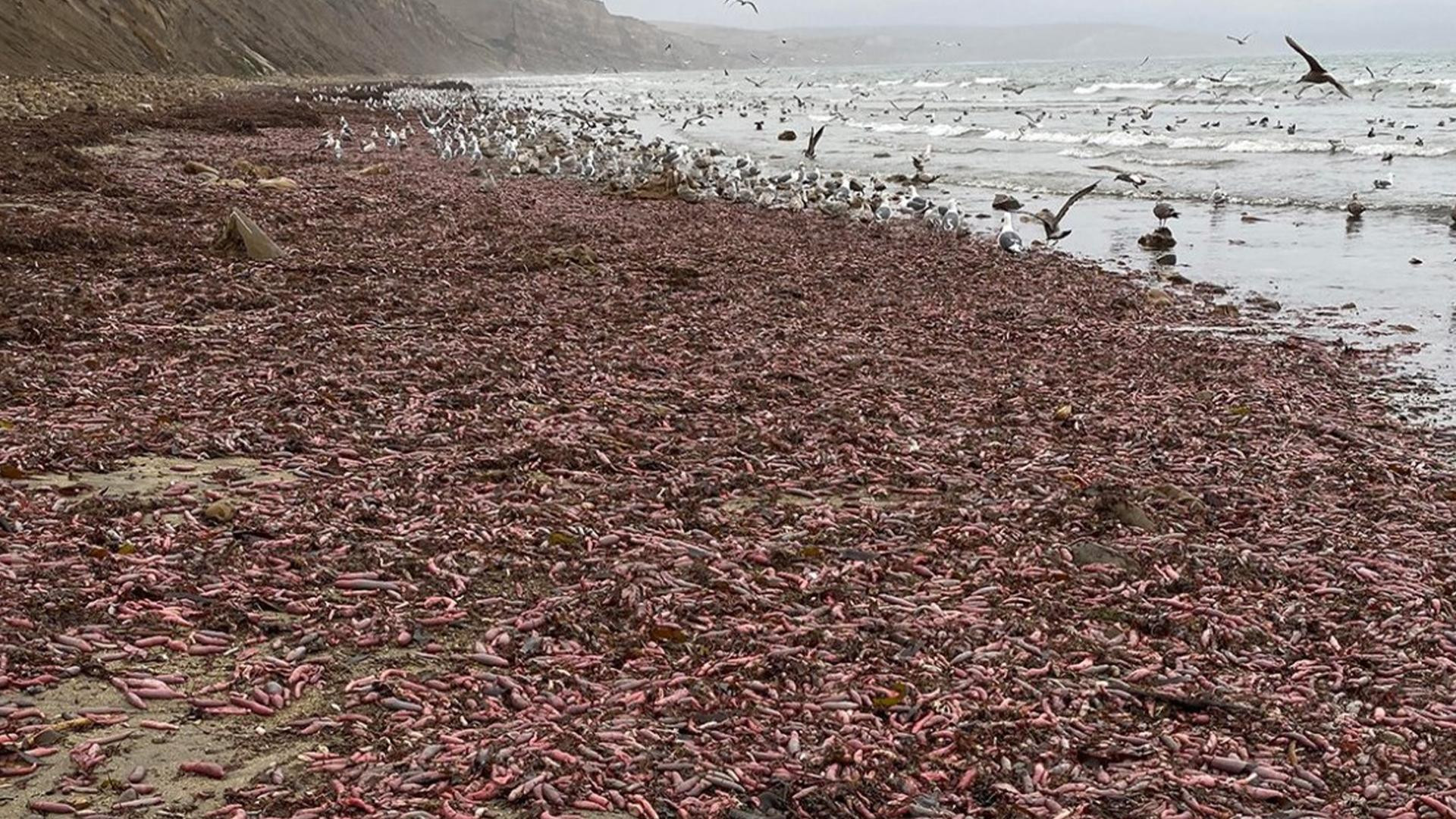 Los miles de 'peces pene' que han aparecido en Drakes Beach, California / INSTAGRAM