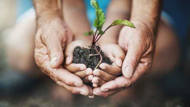 Unas manos sostienen un esqueje de una planta: los hospitales cuida el planeta