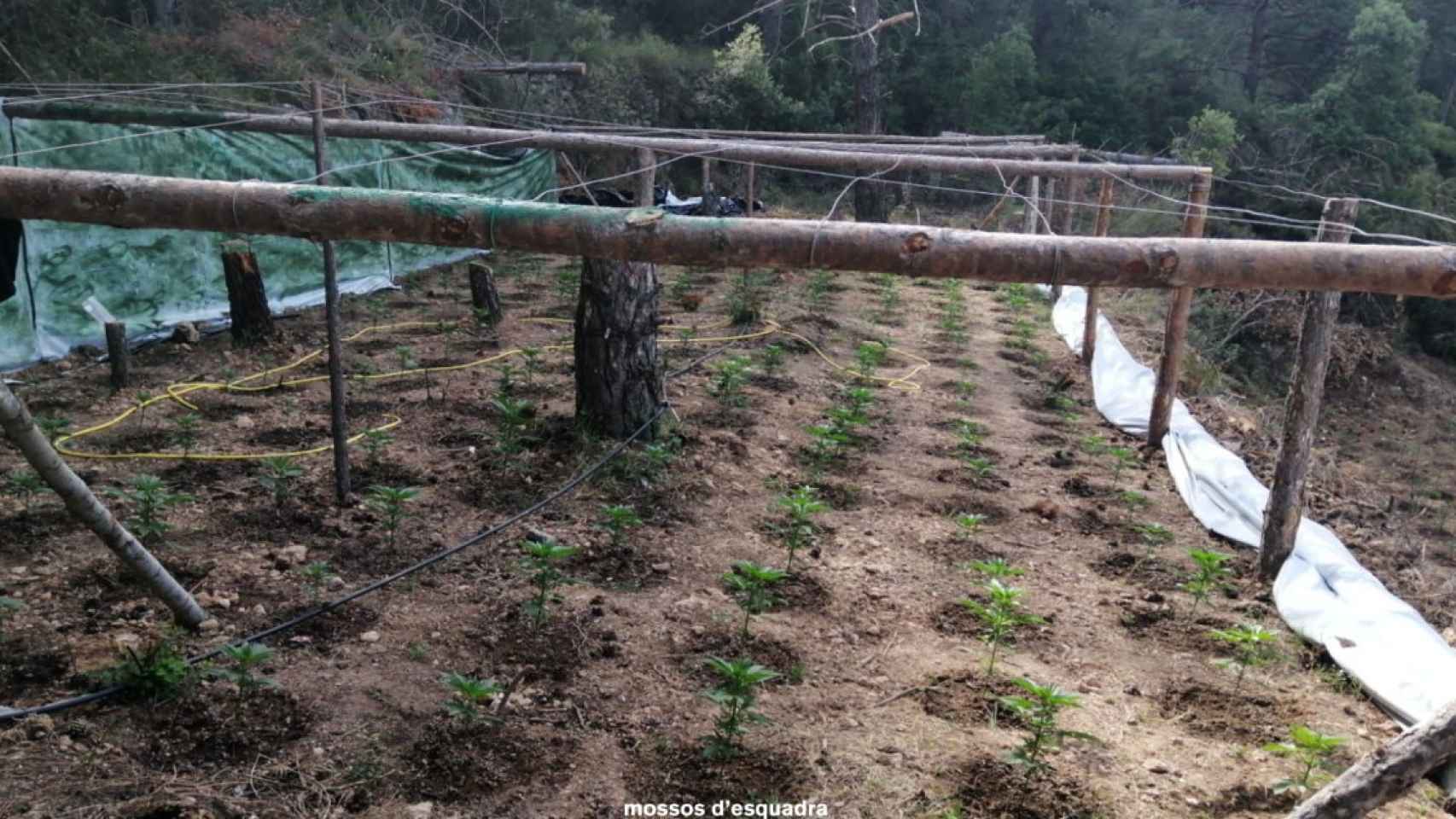 Plantación de marihuana desmantelada en una zona boscosa de l'Alt Camp / MOSSOS D'ESQUADRA