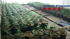 Plantación de marihuana desmantelada en Santa Cristina d'Aro / MOSSOS D'ESQUADRA