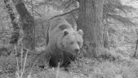 Imagen de archivo de un oso visto en Aran / EP