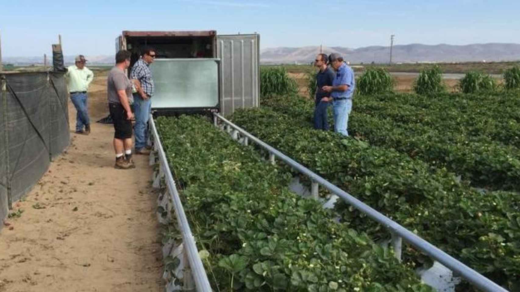 Robots de cosecha y un grupo de agricultores en un campo de fresas en EEUU / PROGRESSIVE GROCER