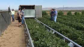 Robots de cosecha y un grupo de agricultores en un campo de fresas en EEUU / PROGRESSIVE GROCER