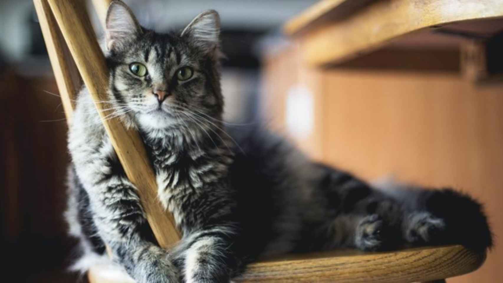 Imagen de un gato doméstico / Karin Shea en UNSPLASH