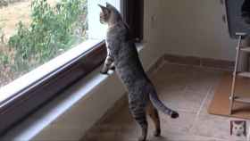 Un gato gris se asoma en una ventana es arrojado a un barranco / EP