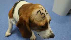Un beagle utilizado por Vivotecnia para experimentación / CRUELTY FREE INTERNATIONAL