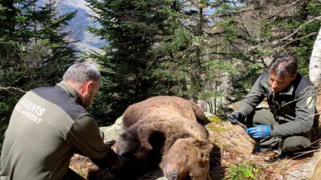 Agentes rurales del Consejo General de Arán ante los restos mortales del oso Cachou, envenenado con anticongelante / CGA