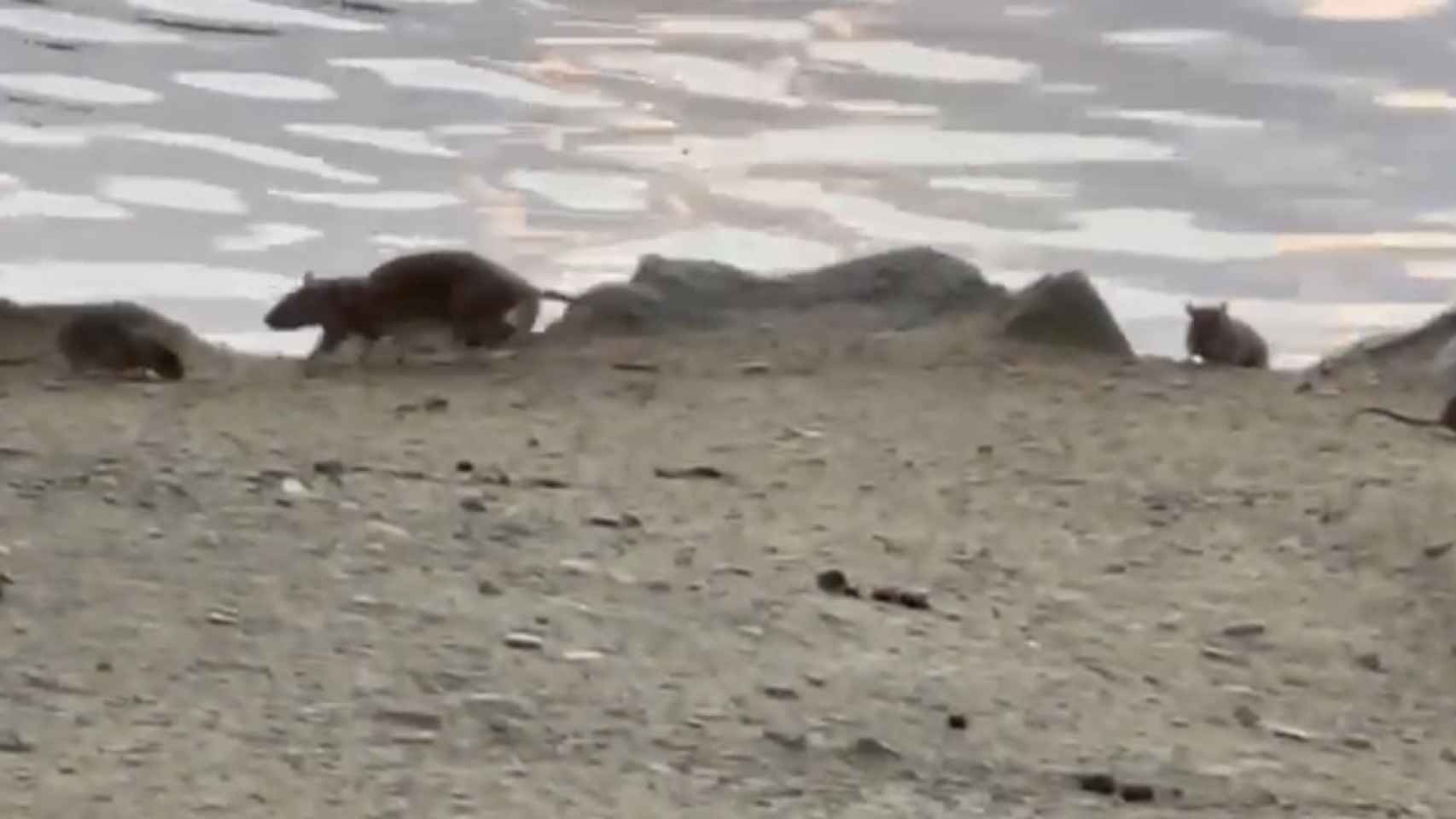 Plaga de ratas en el lago de Puigcerdà (Girona)
