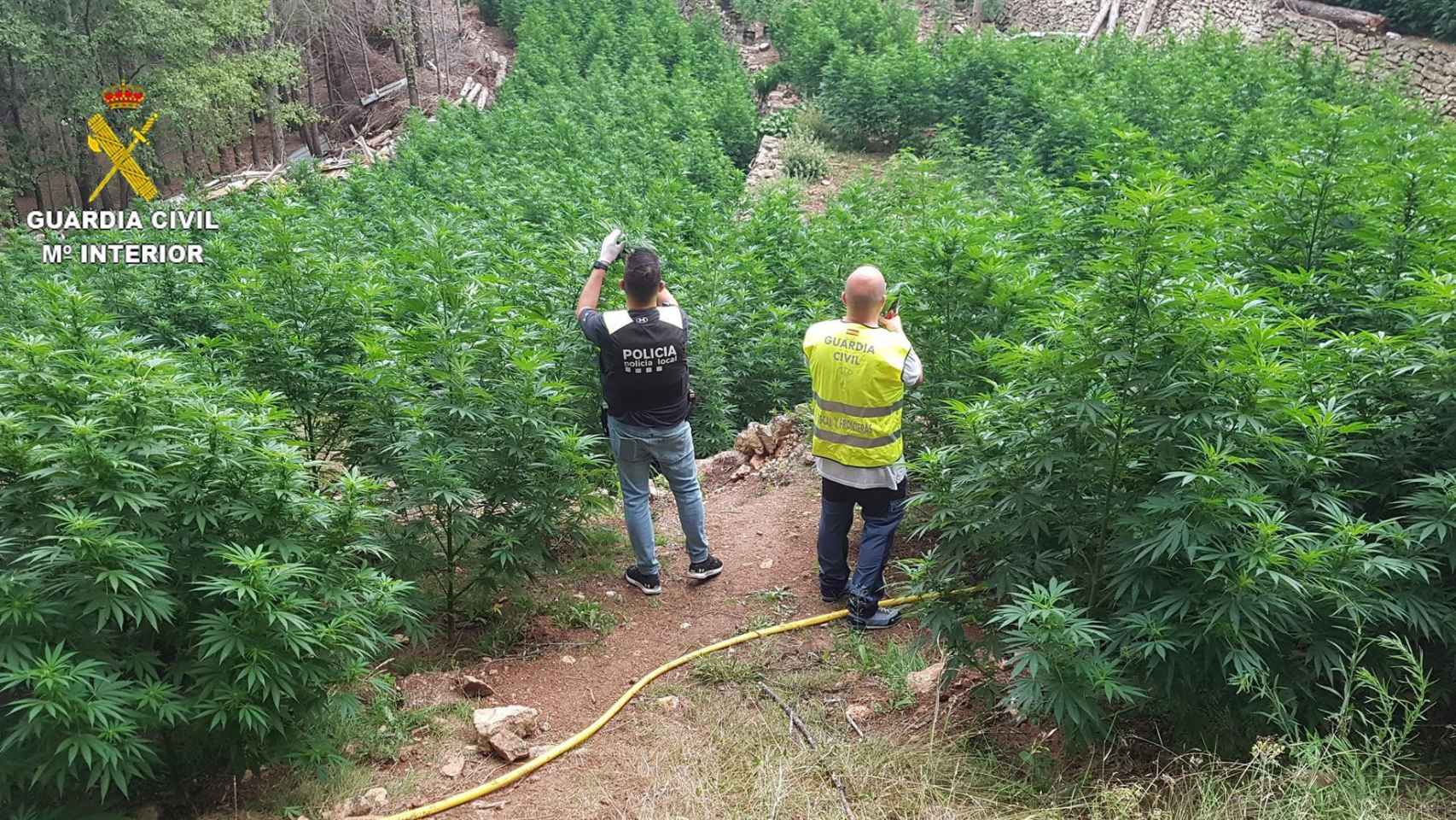 Plantación de marihuana desmantelada en una zona rural del municipio de Vandellòs-Hospitalet / GUARDIA CIVIL