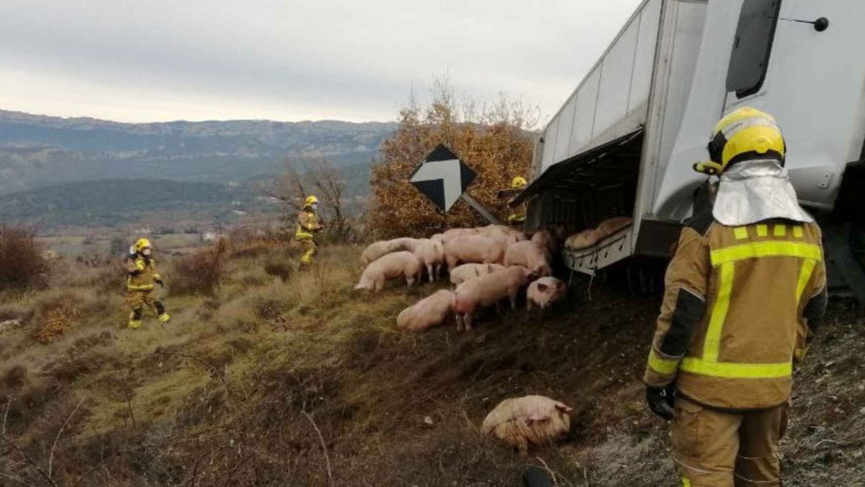 Vuelca un camión con cerdos en Isona i Conca Dellà, Lleida / BOMBERS