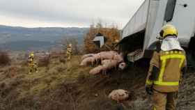 Vuelca un camión con cerdos en Isona i Conca Dellà, Lleida / BOMBERS