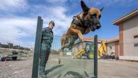 Un guardia civil junto a un perro en una imagen de archivo / EFE
