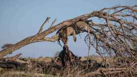 El beso entre el leopardo y el búfalo que circula por Internet / NATIONAL GEOGRAPHIC