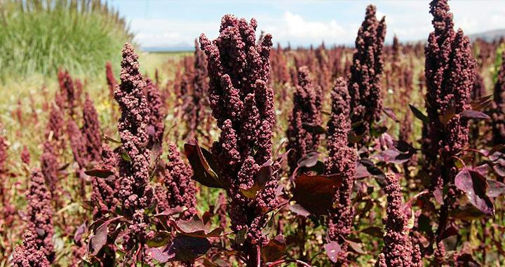 Fotografía de una plantación de quinoa boliviana / EFE