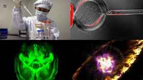 De arriba a abajo y de izquierda a derecha: un científico investiga el virus H7N9, una célula madre embrionaria, el cerebro transparente de un ratón y la representación de la explosión de una supernova
