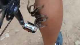 Una imagen de la tarántula trepando por la pierna del ciclista / YouTube