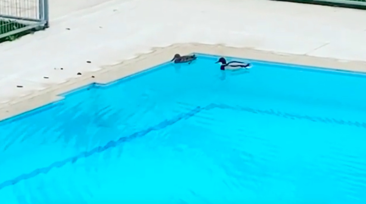 David Bustamante enseña los dos patitos que nadan libremente por la piscina de su urbanización / INSTAGRAM