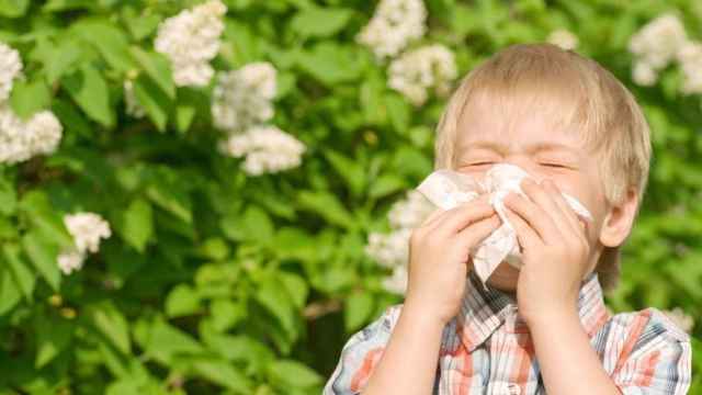 Un niño estornuda tras estar en contacto con gramíneas: la rinitis se asemeja a un resfriado / EP