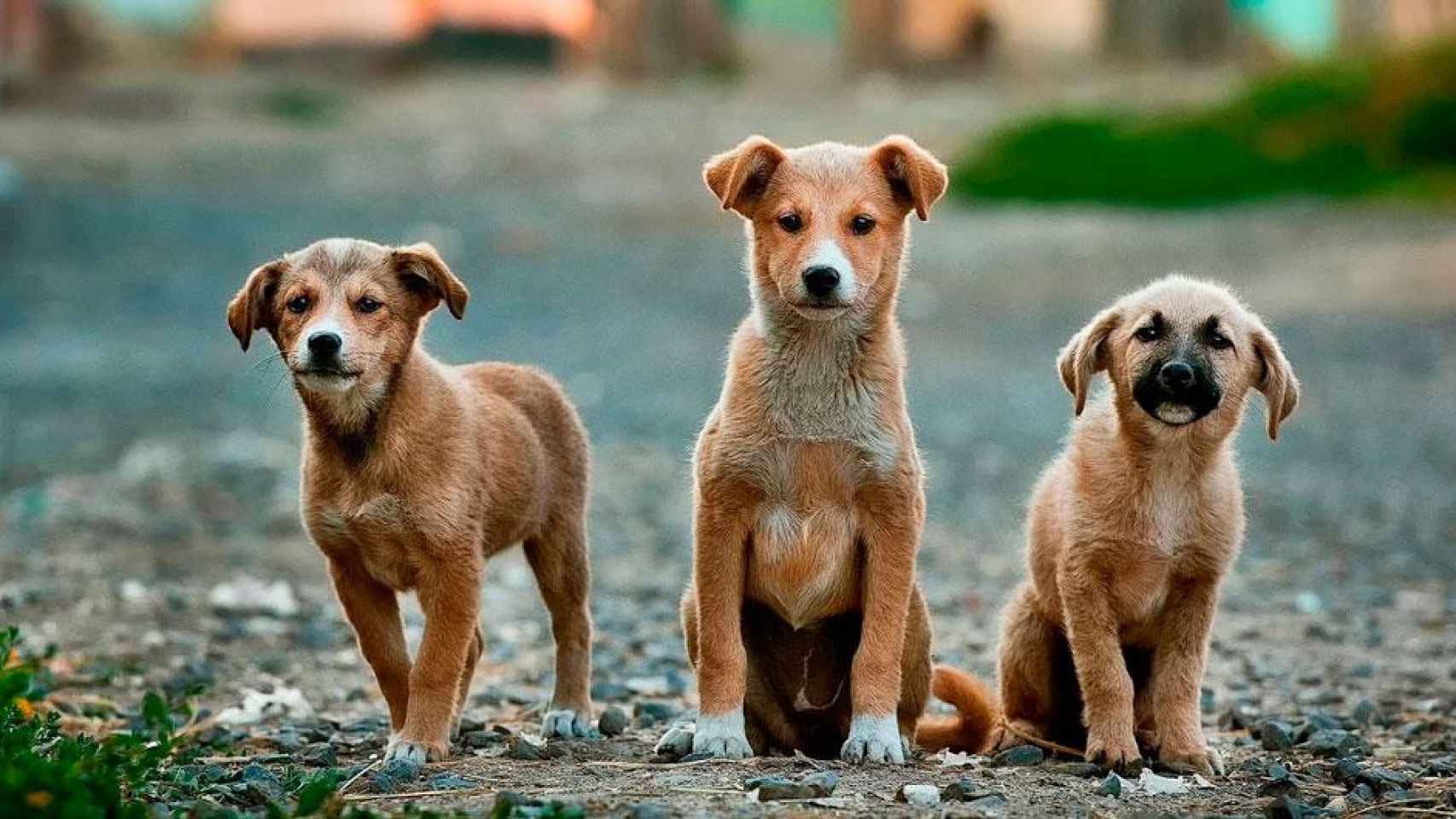 Un grupo de perros / PIXABAY
