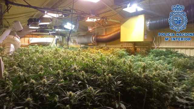 Una plantación de marihuana desmantelada por la Policía Nacional / CNP