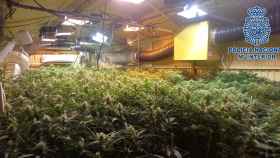 Una plantación de marihuana desmantelada por la Policía Nacional / CNP