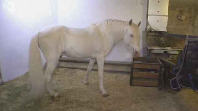 Chiki, el caballo de 27 años que vive en un garaje de Barcelona / TV3