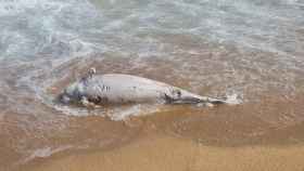 Imagen del delfín que apareció muerto en la playa de Blanes / AYUNTAMIENTO DE BLANES