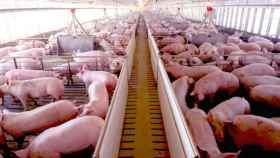 Instalaciones de una granja de cerdos / EFE