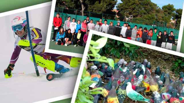 Imágenes de la federación catalana de tenis, la de deportes de invierno y la de palomas deportivas / FOTOMONTAJE DE CG