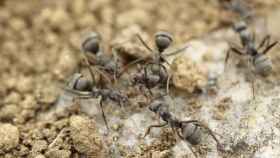 La revolución agrícola de las hormigas comenzó hace 30 millones de años