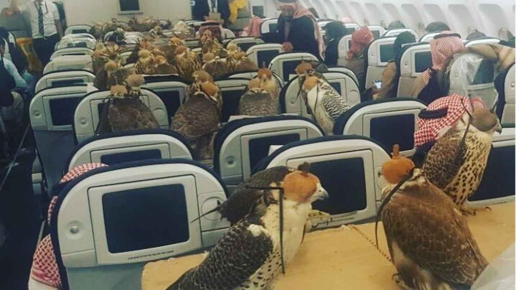Imagen de los 80 halcones sentados en primera clase de un avión