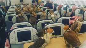 Imagen de los 80 halcones sentados en primera clase de un avión