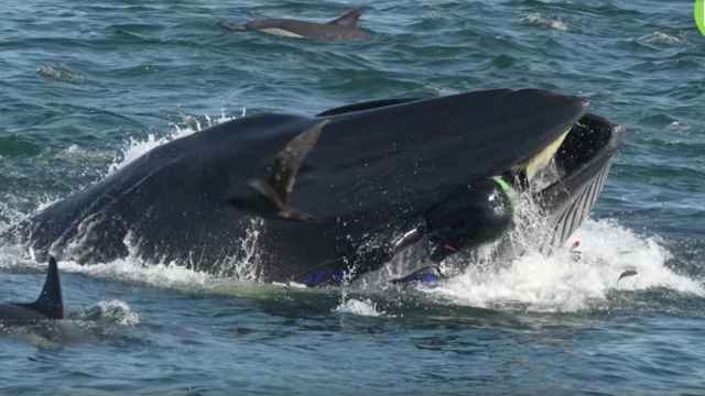 La ballena tragándose al buzo durante su inmersión
