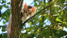 Una gata subida a un árbol / CG