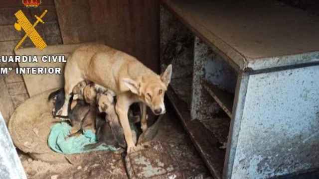 Algunos de los 18 perros que han rescatado los agentes de la Guardia Civil en la finca de Lloret donde han muerto otros 12 / GUARDIA CIVIL