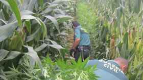 Desmantelan una plantación de marihuana en Sant Pere Pescador / GUARDIA CIVIL