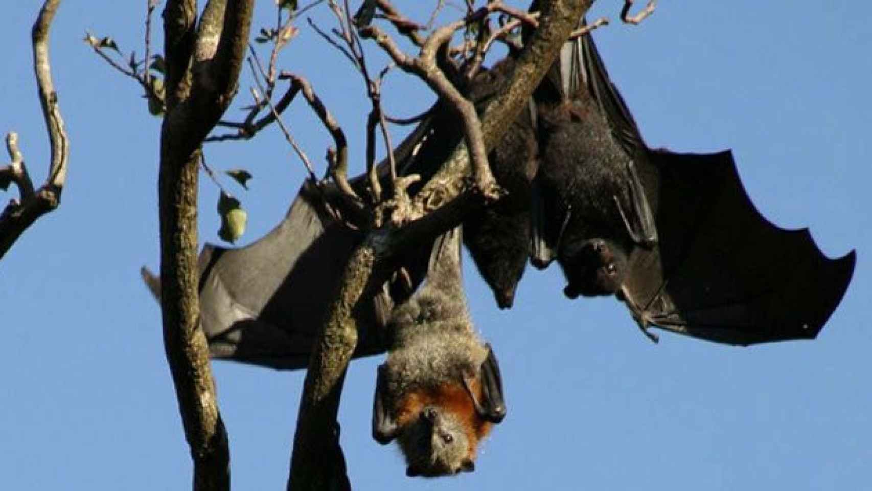 Dos murciélagos colgados de un árbol / EFE
