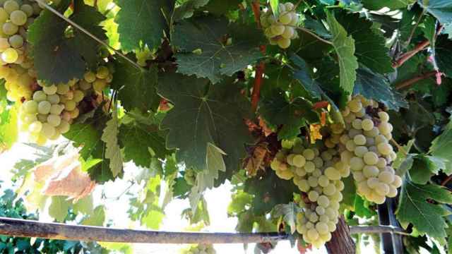 Uvas blancas para hacer cava / EUROPA PRESS