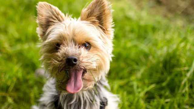 Una foto de archivo de un perro Yorkshire