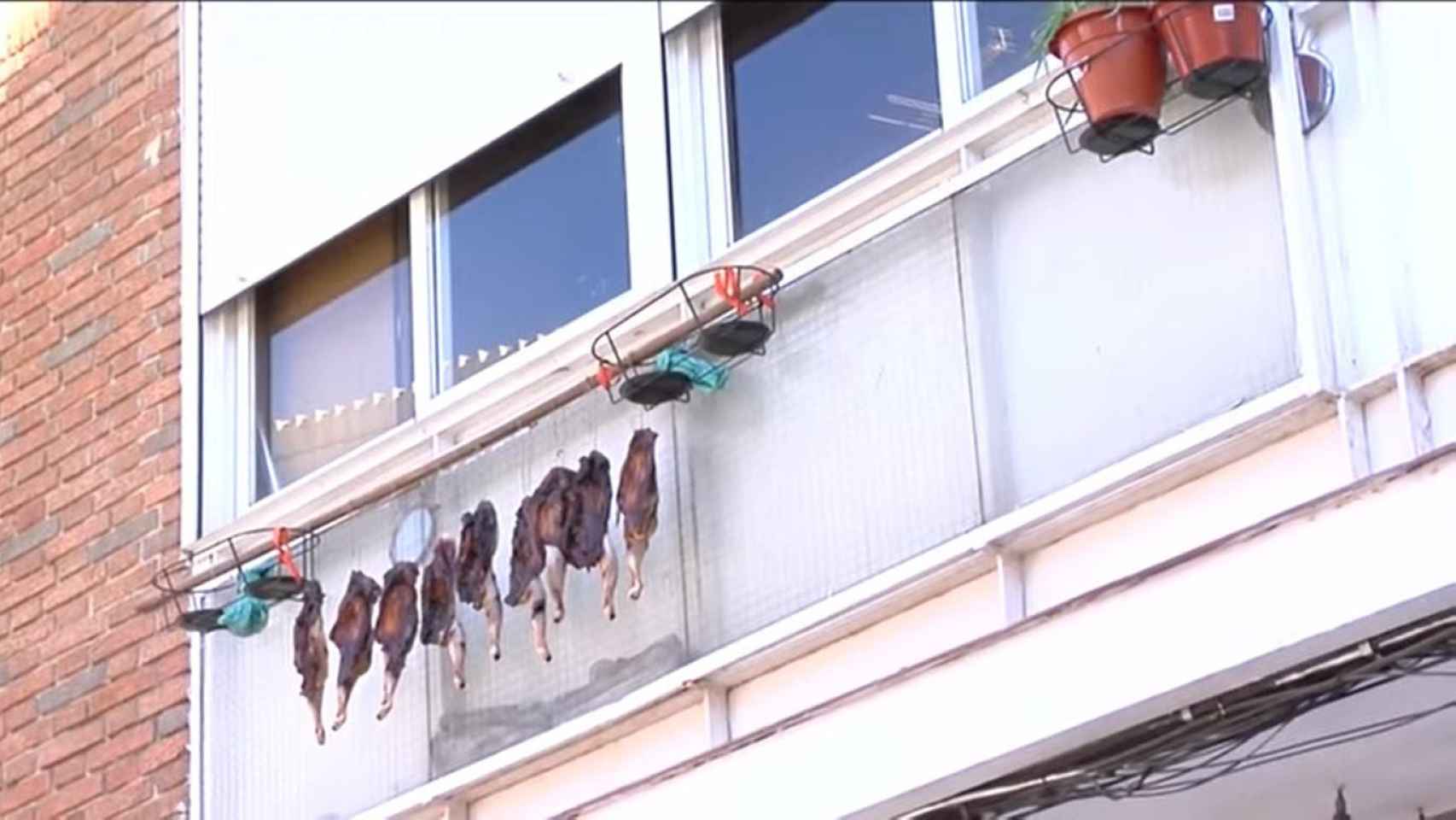 Pollos colgados en un balcón / TELEMADRID