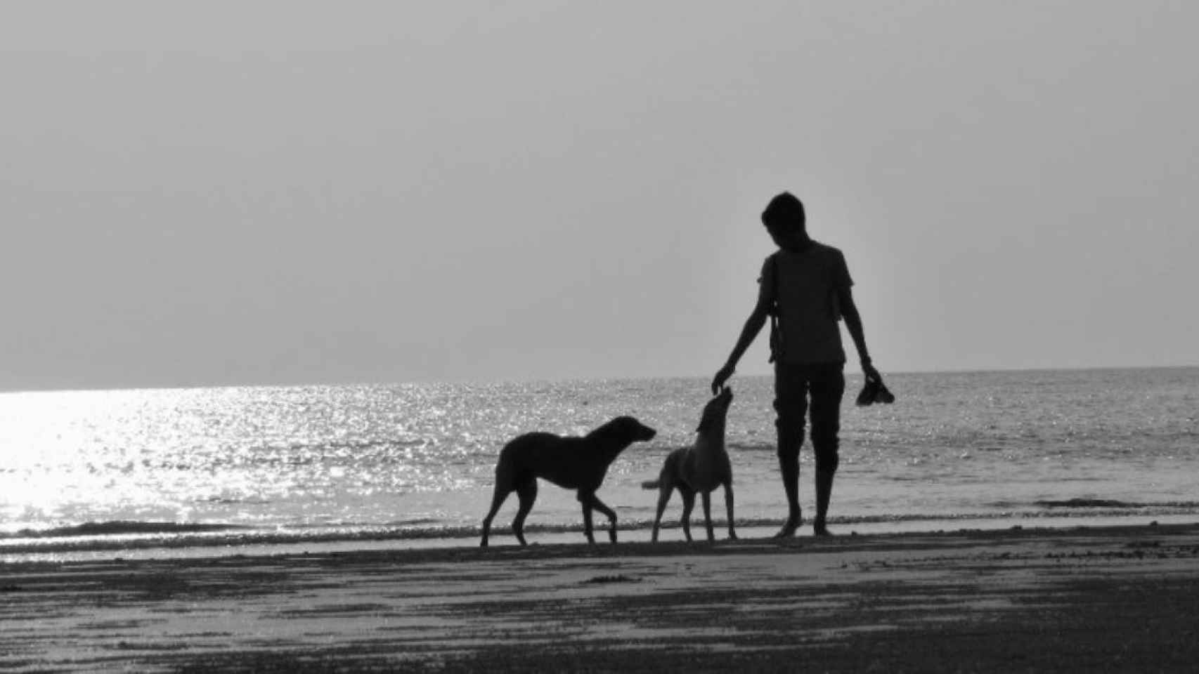 Un joven paseando a sus perros por una playa / Rohan Pawar en UNSPLASH