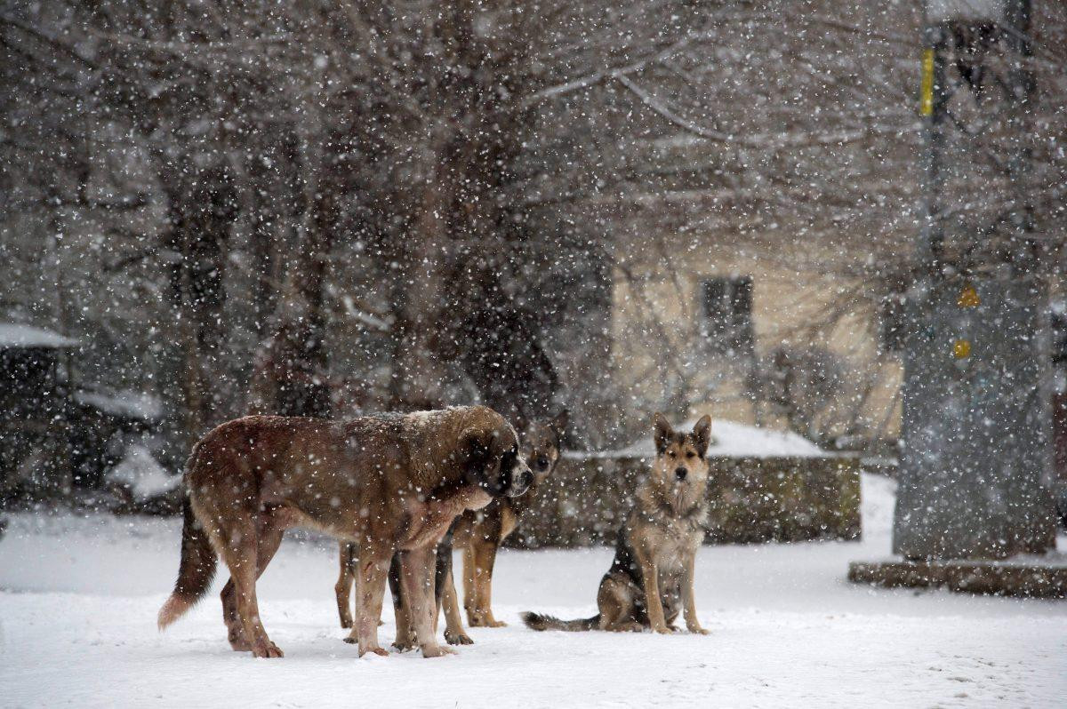 Varios perros en la nieve / EFE