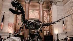 Esqueleto de cómo podrían ser los dinosaurios, en un museo / UNSPLASH
