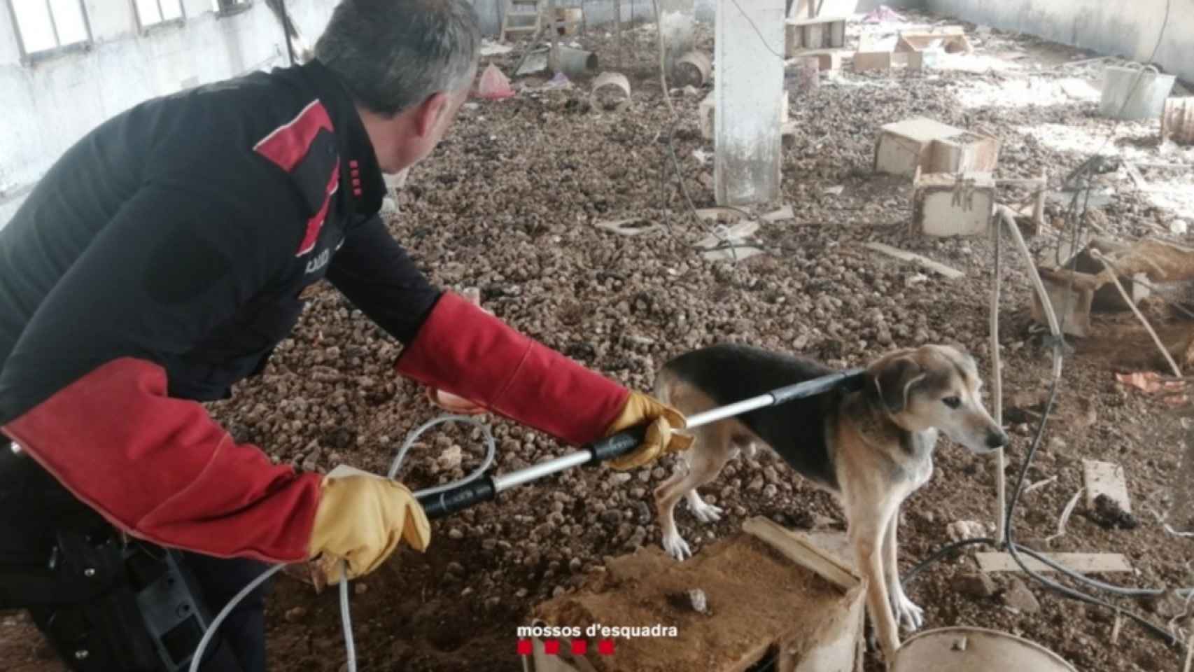 Denuncian al dueño de un perro por tenerlo malviviendo encerrado en una finca en Xerta (Tarragona) / MOSSOS