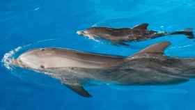 Dos delfines del Zoo de Barcelona / EUROPA PRESS