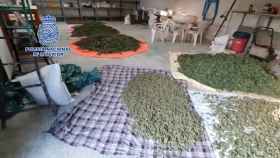 Espacio de secado de los cogollos de marihuana de la organización desarticulada en Lleida y Huesca / POLICÍA