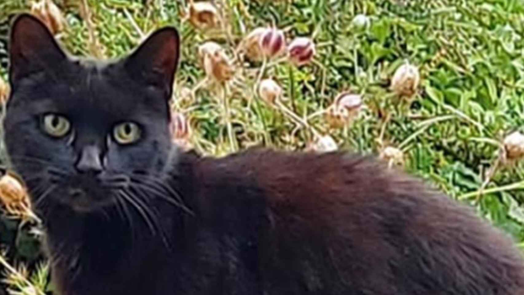 El gato Piran, que ha salvado a su dueña en Reino Unido / POLICÍA DE BODMIN
